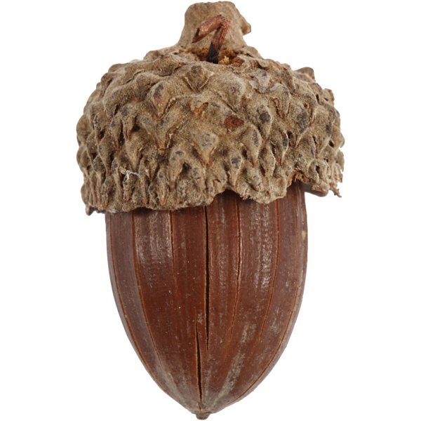 Eikenøtter - 12-pakning Eikenøtter - 12-pakning