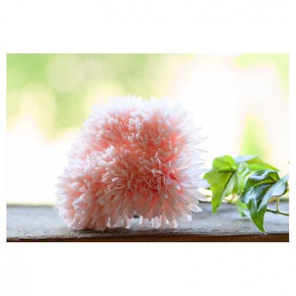 Georginer - 6-pakning - Pastellrosa Georginer - 6-pakning - Pastellrosa