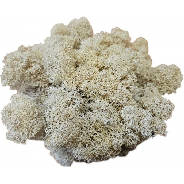 Hvit mose - Dekorasjon - Stor pose - 100 g Hvit mose - Dekorasjon - Stor pose - 100 g