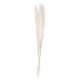 Pampasgress - 90 cm - Bleket Pampasgress - 90 cm - Bleket