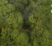 Mosegrnn - Dekorasjon - Stor pose - 100 g