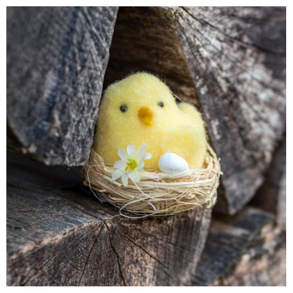 Sm kyllinger i reir - 3-pakning