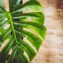 Dekorativt blad Palme - Gr�nn - 34 x 30 cm / 44 cm