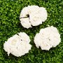 Roser - Store - Kremhvite - 5-pakning Roser - Store - Kremhvite - 5-pakning