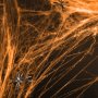 Spindelvev - Oransje Spindelvev - Oransje
