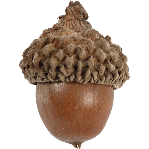 Eikenøtter - 12-pakning Eikenøtter - 12-pakning