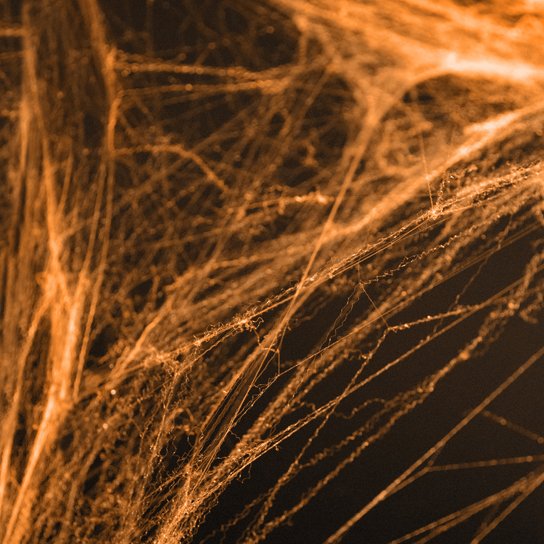 Spindelvev - Oransje Spindelvev - Oransje