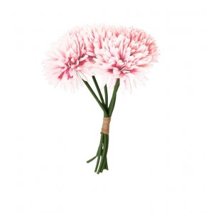 Georginer - 6-pakning - Pastellrosa